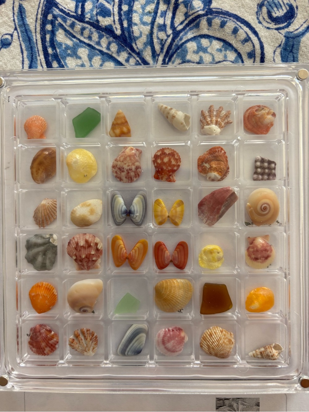 Multicolored Shell & Sea Glass Display Tray - Home Accents